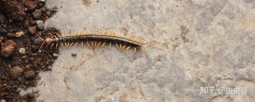 家里出现特别长的虫子,这是什么啊,太吓人了