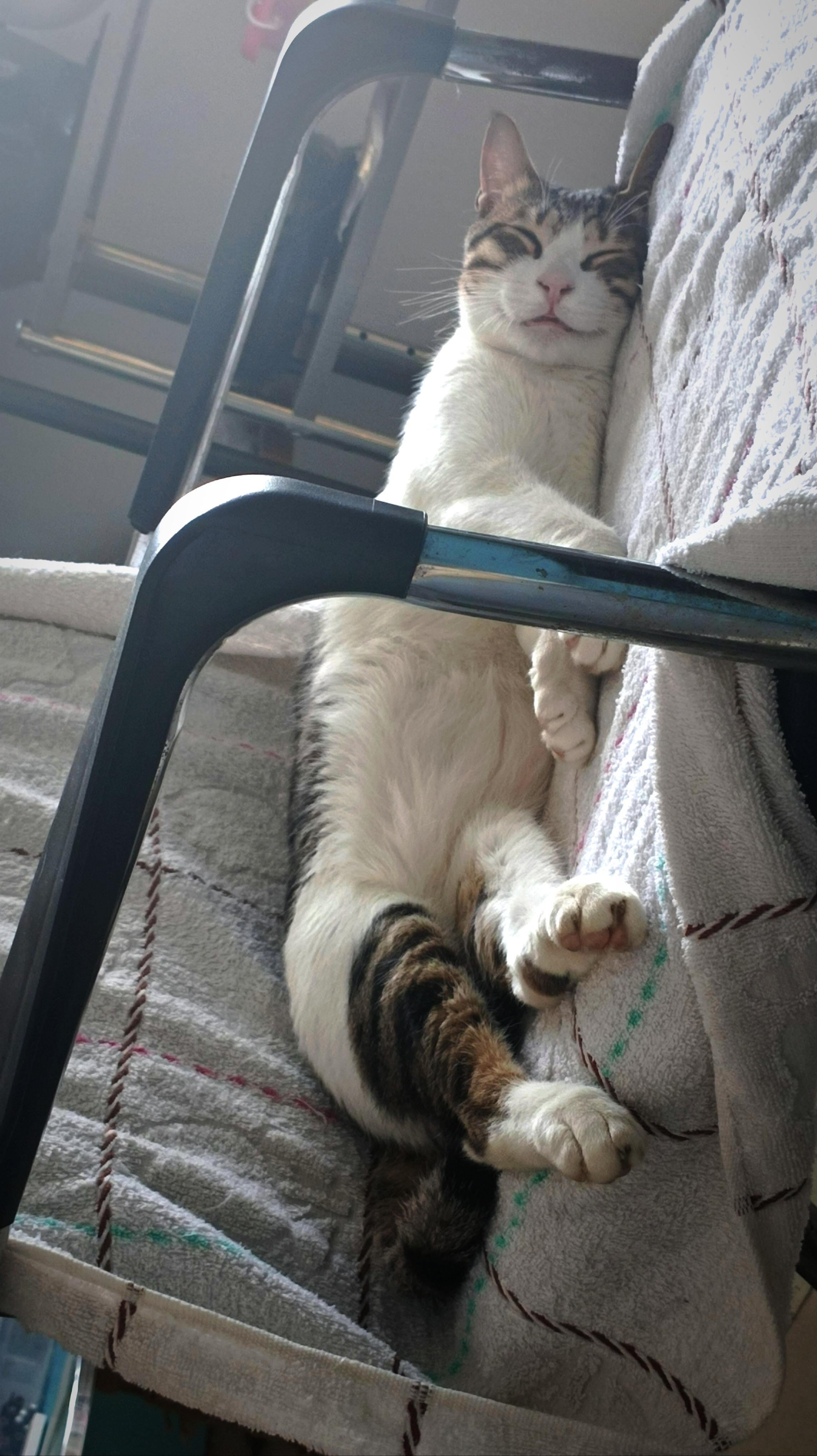 可以分享一张你家猫睡觉的照片吗