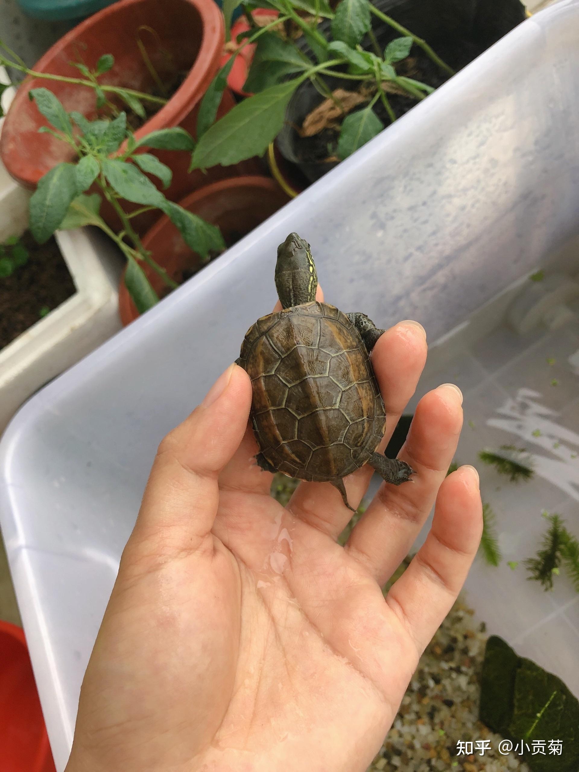 朋友们,乌龟寸金牌子的龟粮可以推荐下淘宝店铺名吗? - 知乎