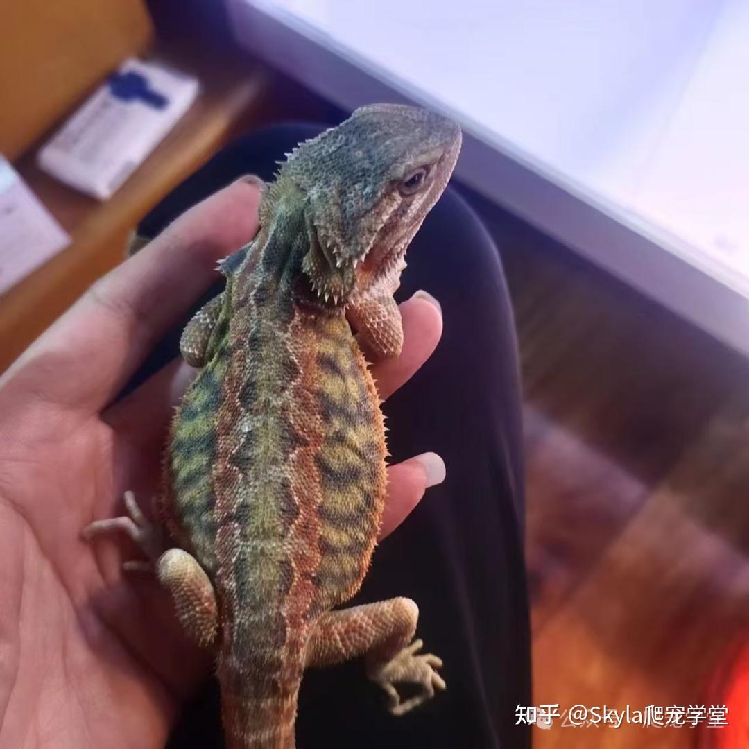 鬃狮蜥 为什么有时候颜色黑乎乎的? - 知乎