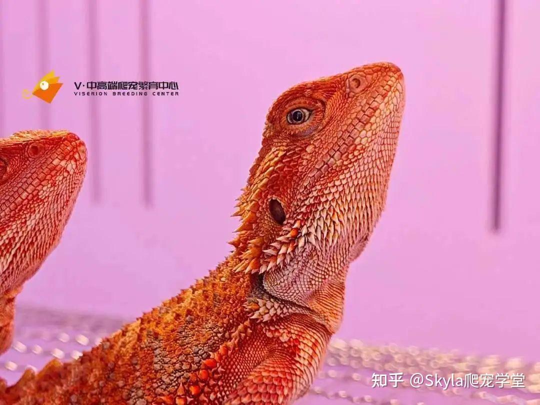 鬃狮蜥日常可以吃什么? - 知乎
