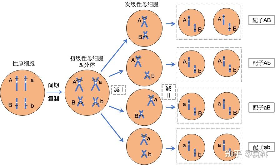 复等位基因示意图图片