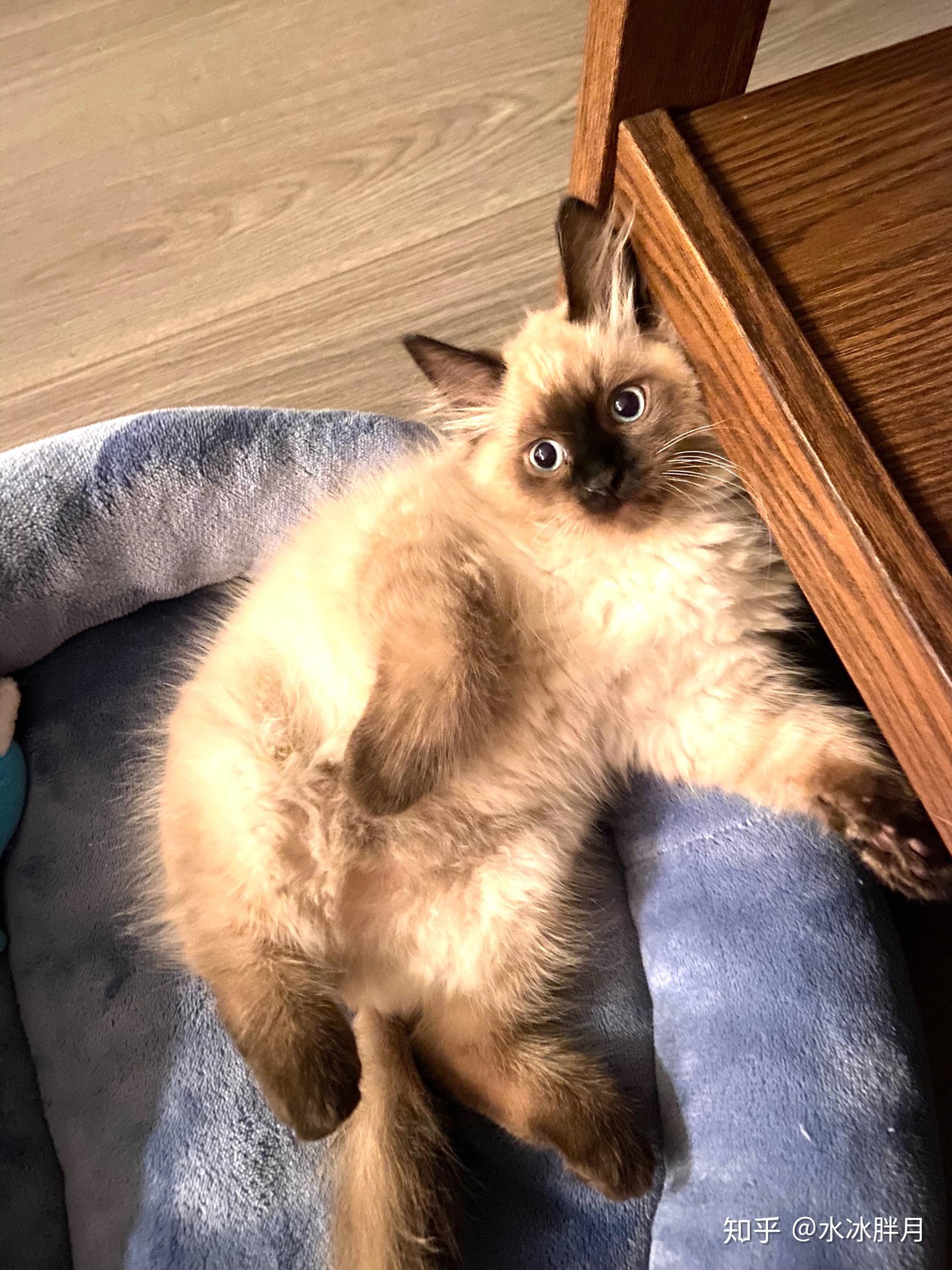 请问我家暹罗猫毛怎么有点长? - 知乎