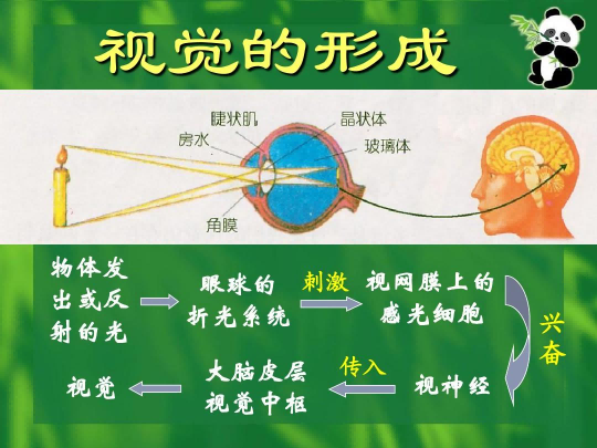 你所见的世界,是枕叶处理后的样子 - 知乎