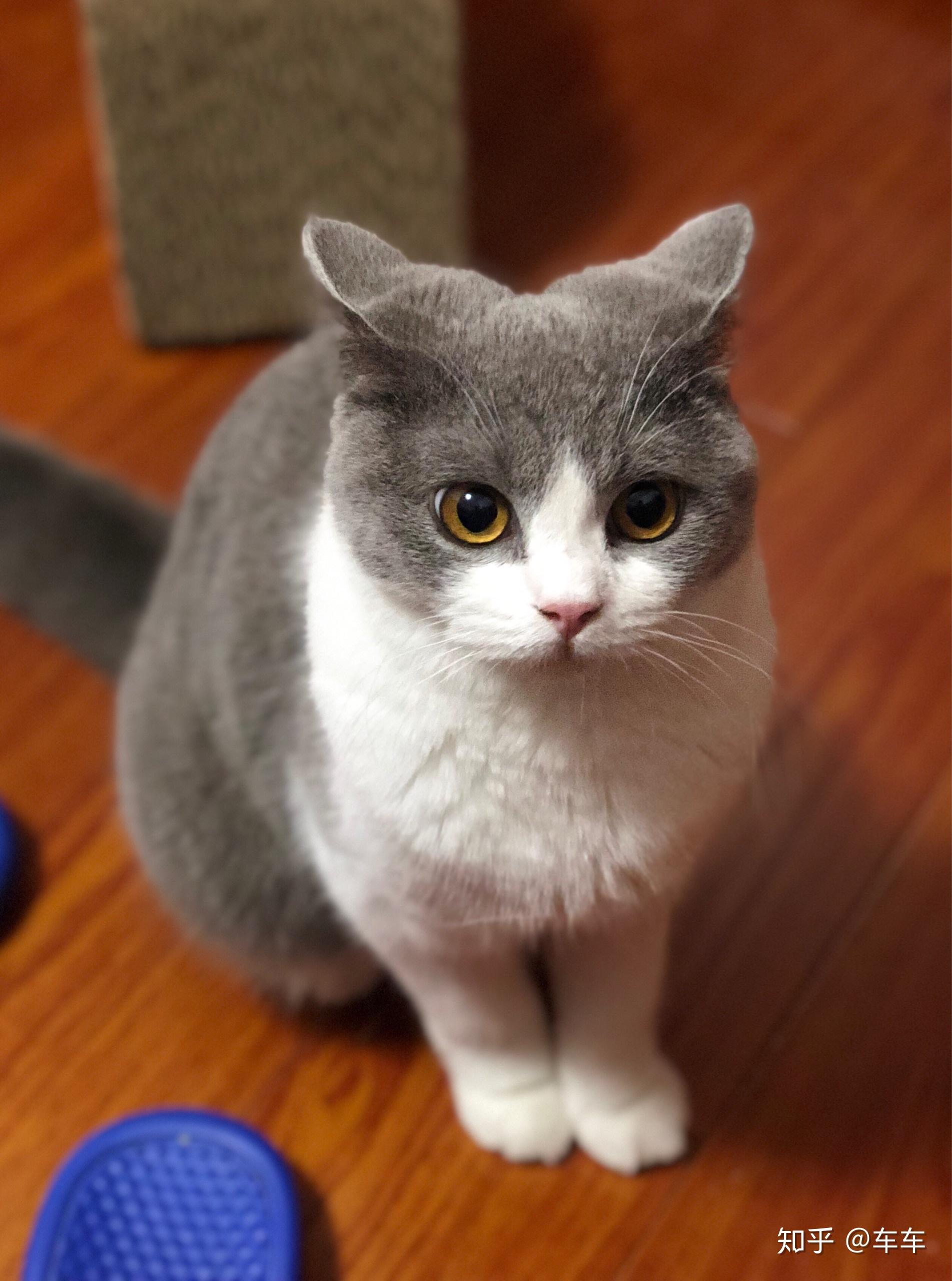 新手养猫暹罗猫英短和美短哪种猫更适合呢? - 知乎