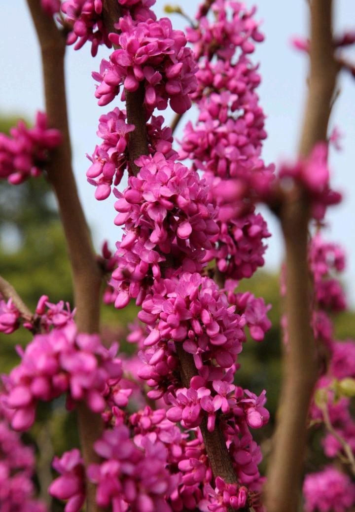 春天开什么花 花朵图片