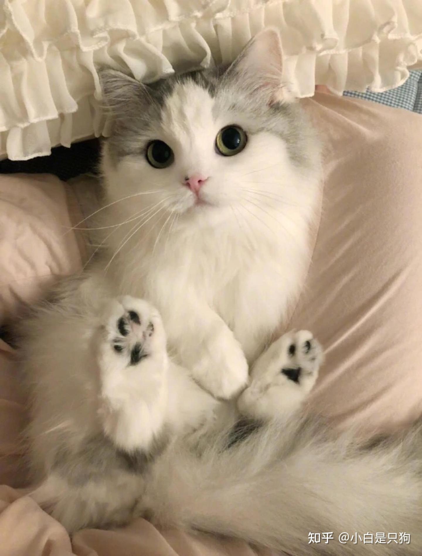 养“公猫”还是“母猫”呢？实话告诉你，两者区别很大 - 知乎