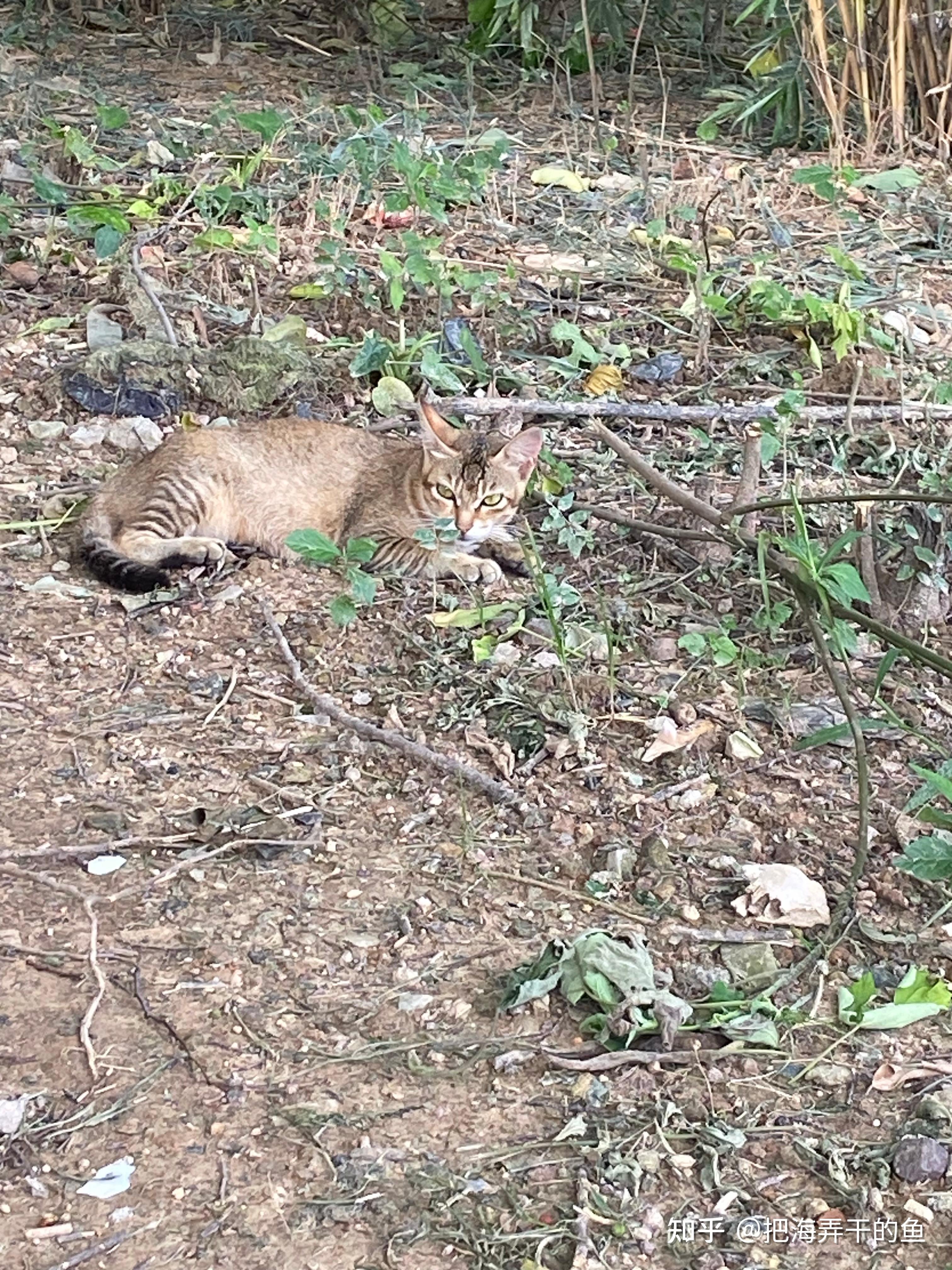 野猫有什么特征