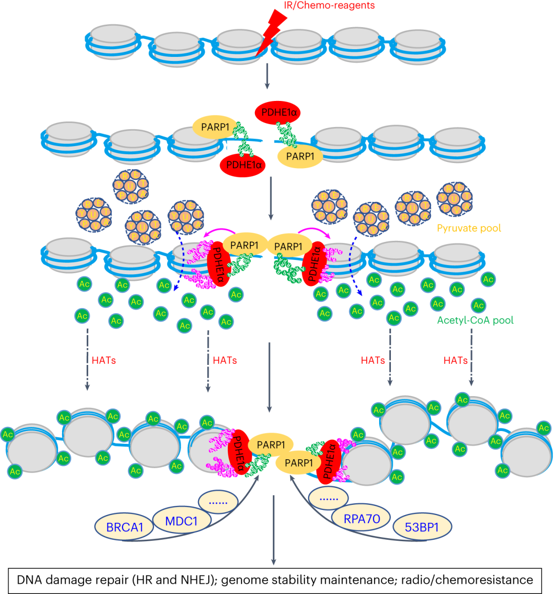 Nat Struct Mol Biol |深大朱卫国团队乙酰化组学揭示DNA损伤修复重要机制 - 知乎