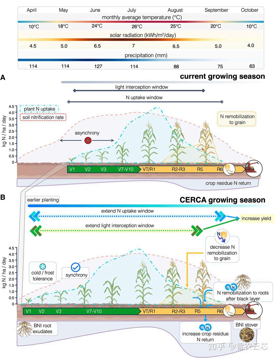 The Plant Cell | 康奈尔大学突破玉米种植季节限制：为现代农业提供耐冷高氮效玉米新方案 - 知乎
