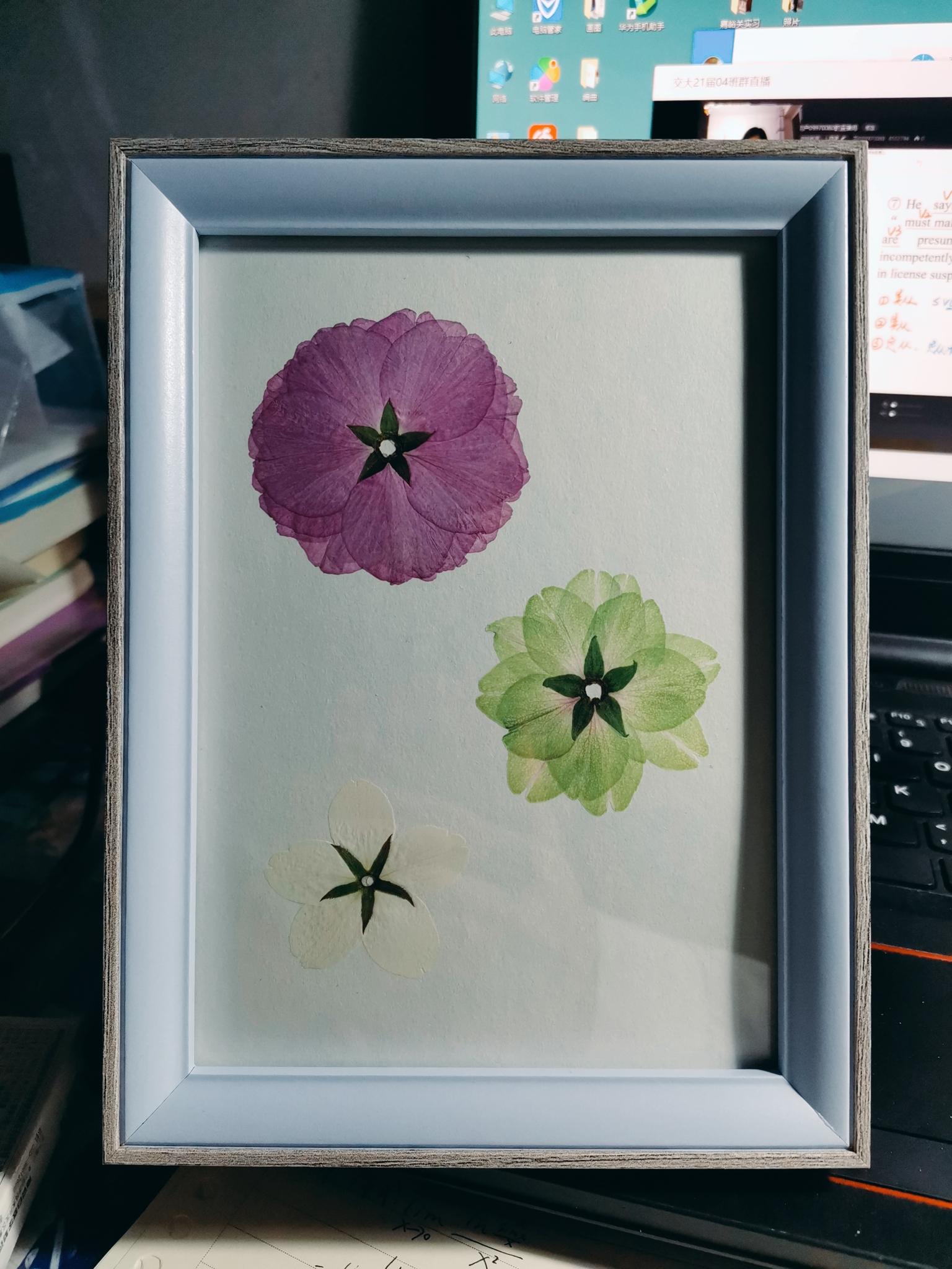 如何制作樱花标本