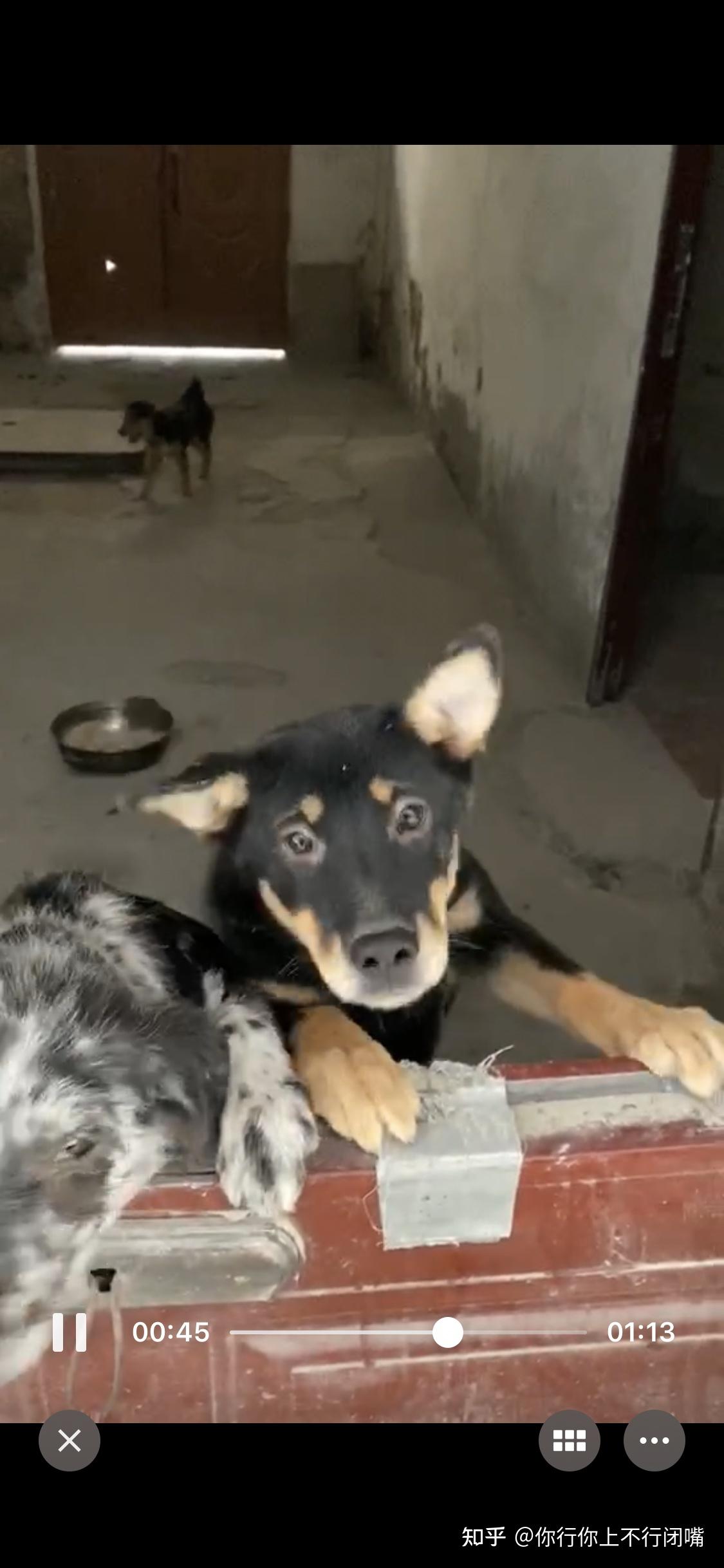 中华田园犬中的四眼狗是什么犬类？ - 知乎