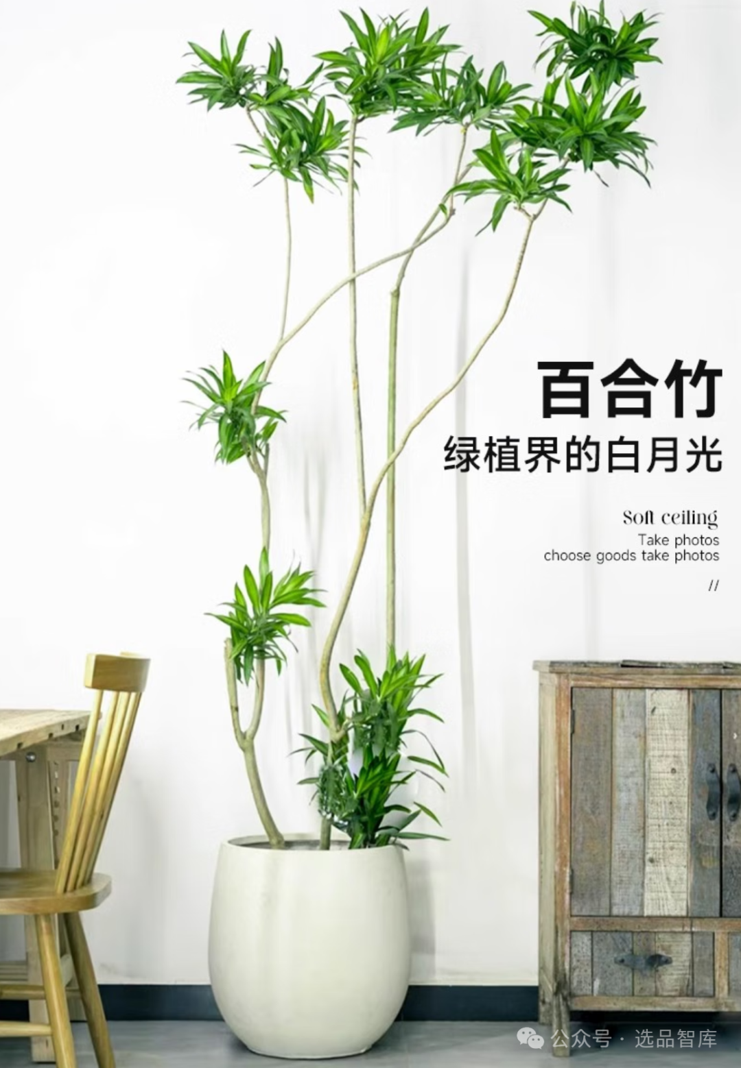 适合室内养绿植推荐:花卉绿植盆栽、高级感、大型绿植、水培、旺宅、养不死的室内绿植 - 知乎