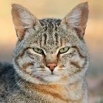 有人说猫是地球上最能忍痛的动物之一，这是真的吗？为什么猫咪这么能忍？