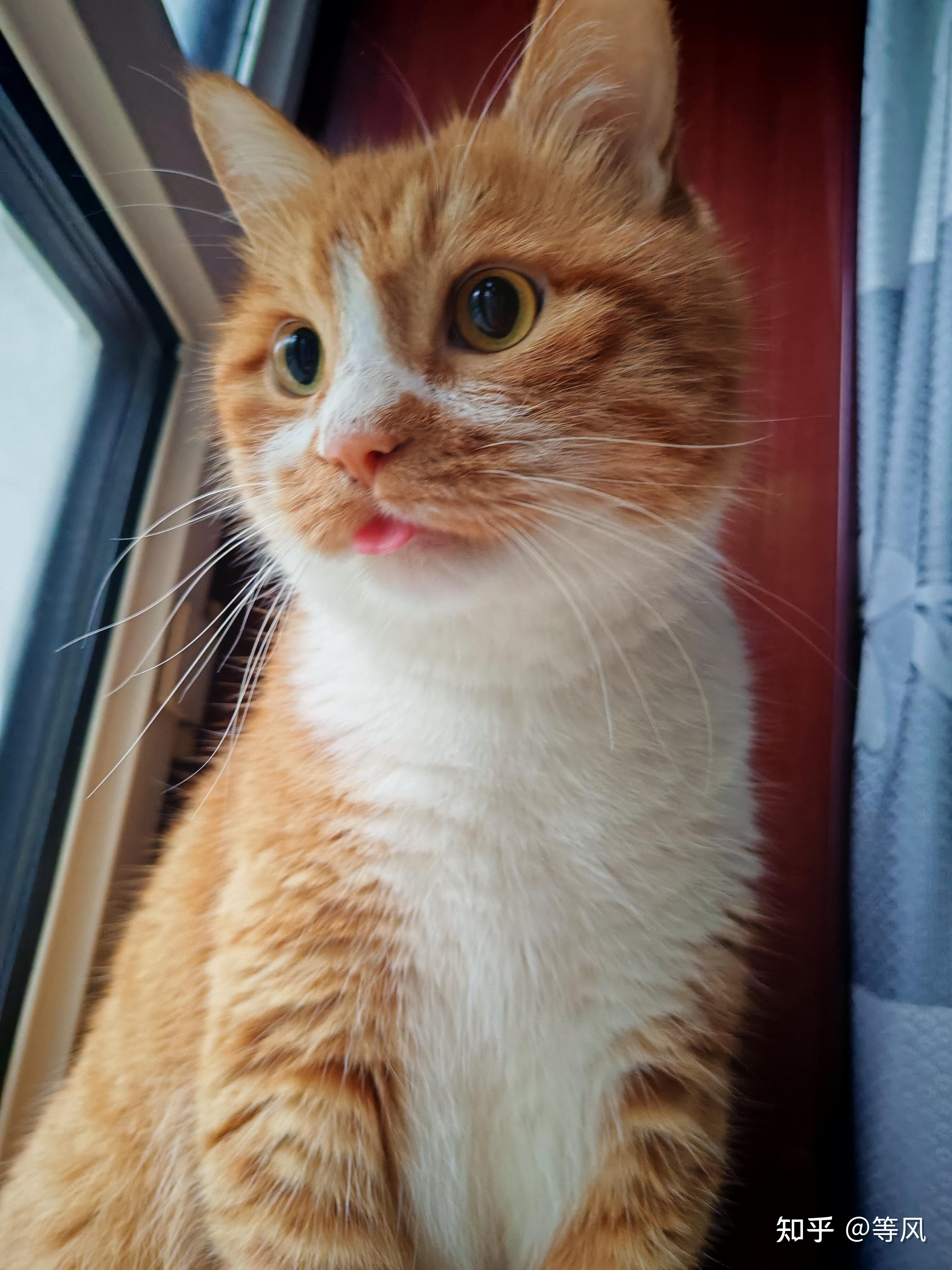 新手养宠物,养猫还是养狗呢? - 知乎