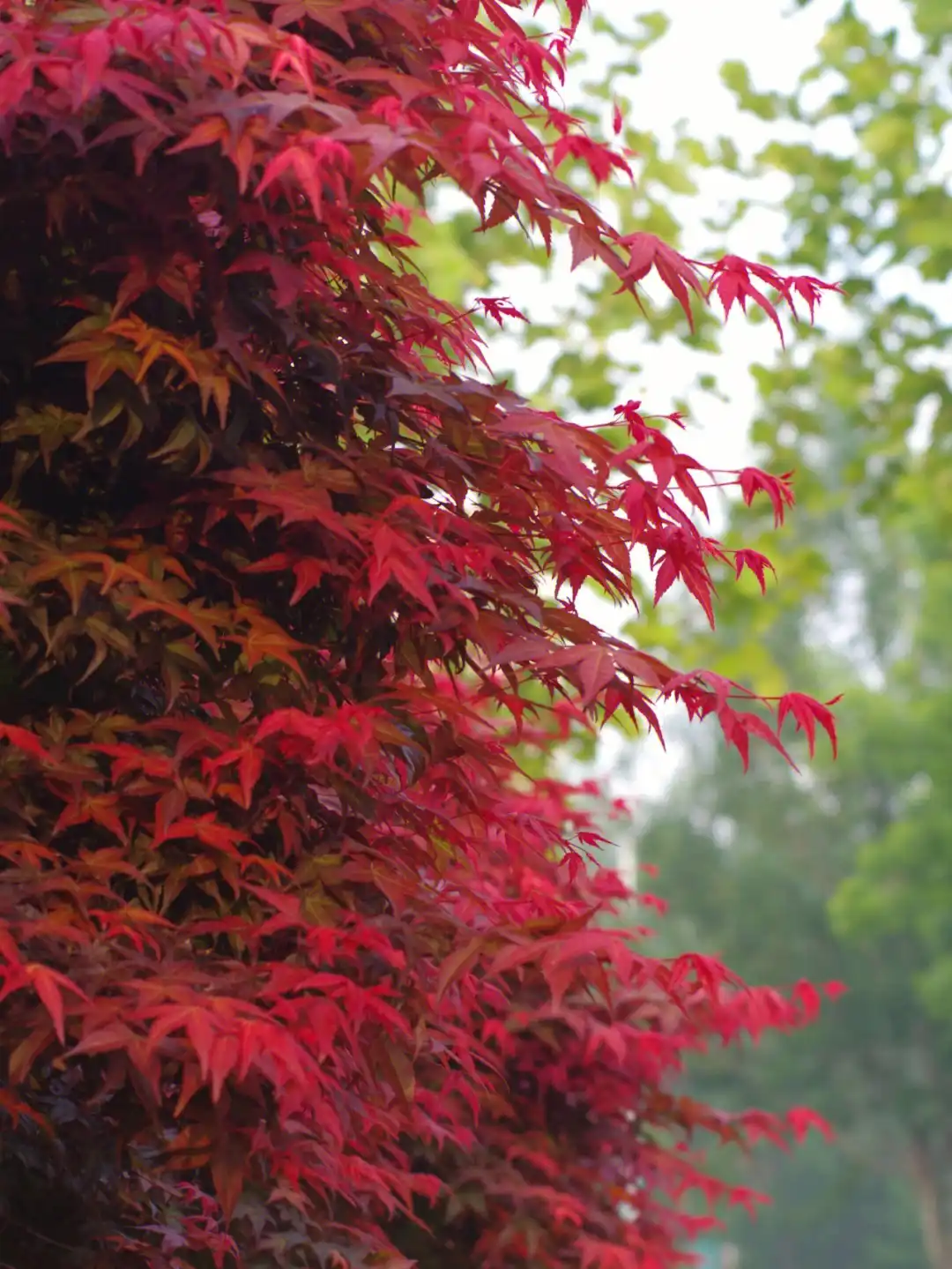 三种拥有红色叶子的植物,你都知道是什么吗?