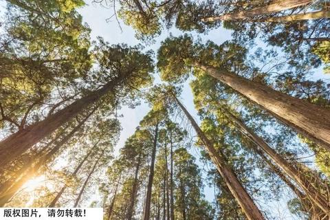 硬阔叶树种和软阔叶树种 - 知乎