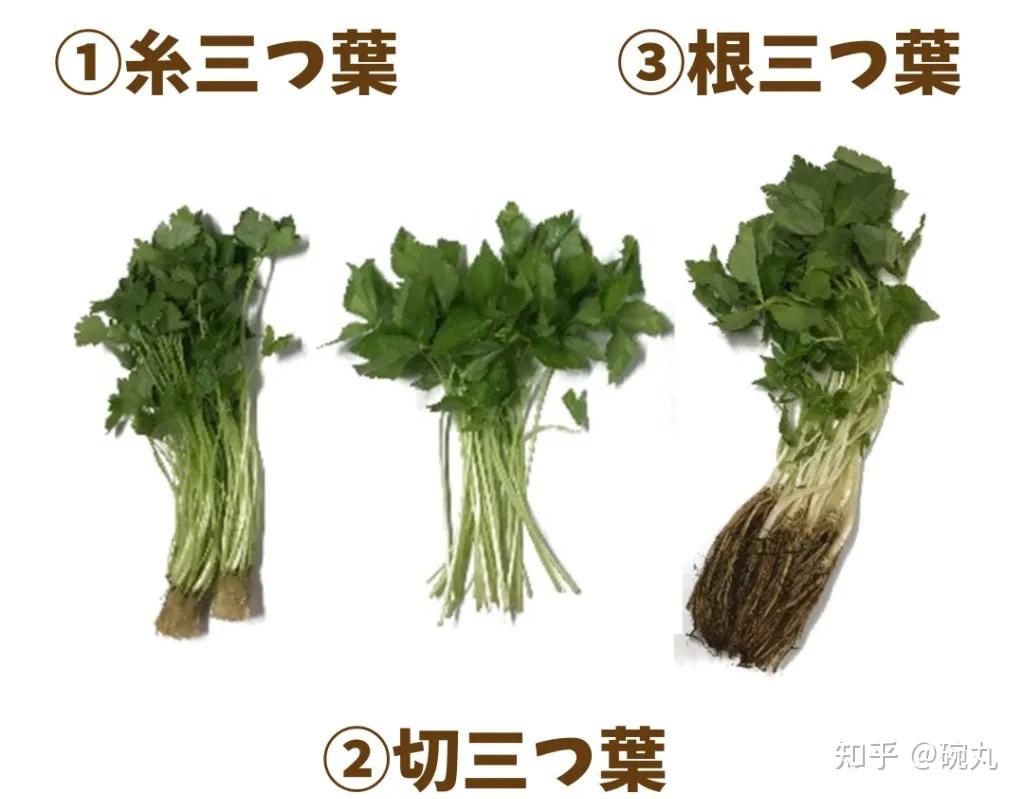 水芹与三叶芹|日本人和中国人爱吃的芹菜有啥不一样吗? - 知乎