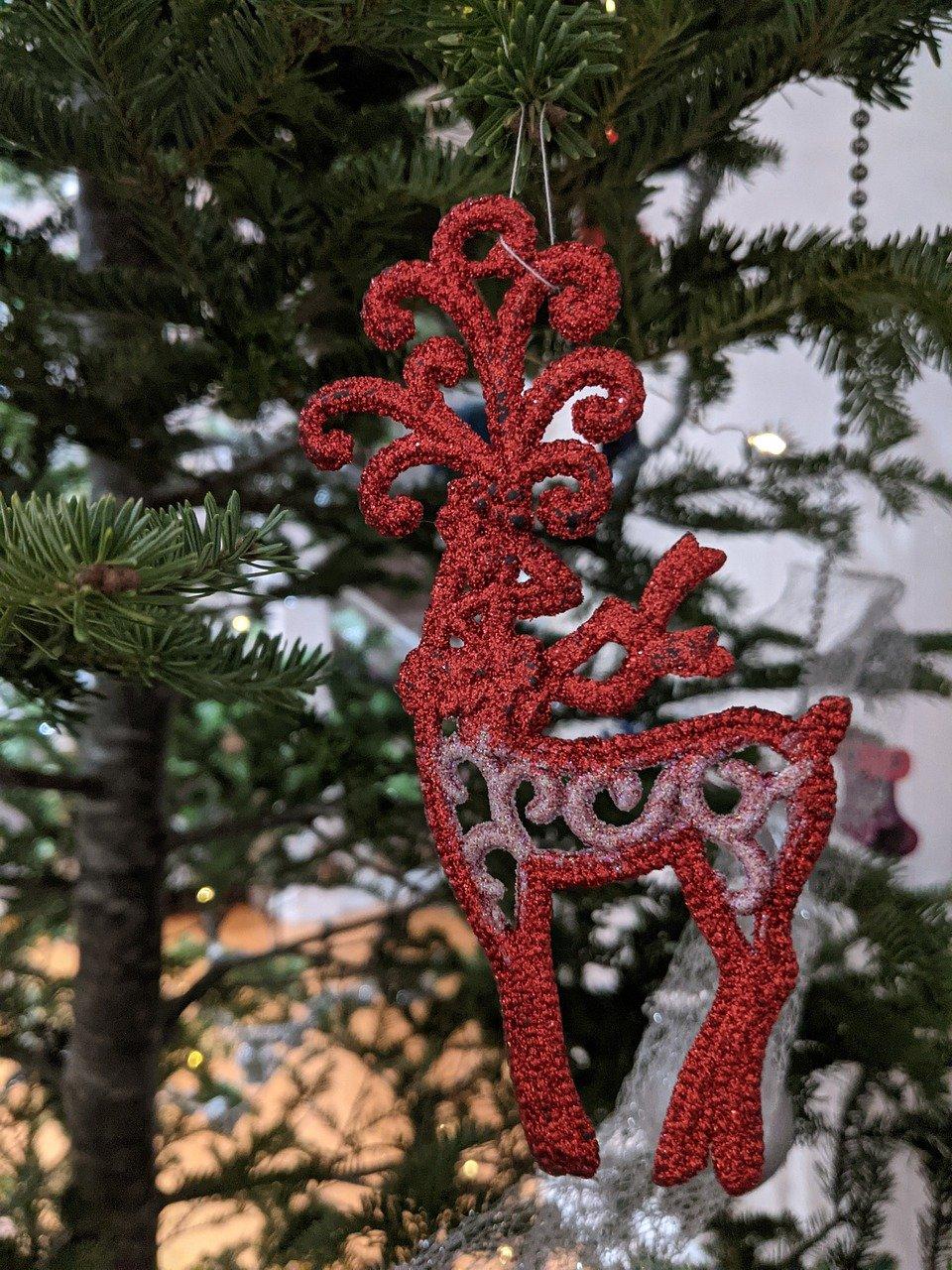 龙须树的价格如何