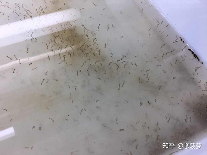 水中常见虫子图片