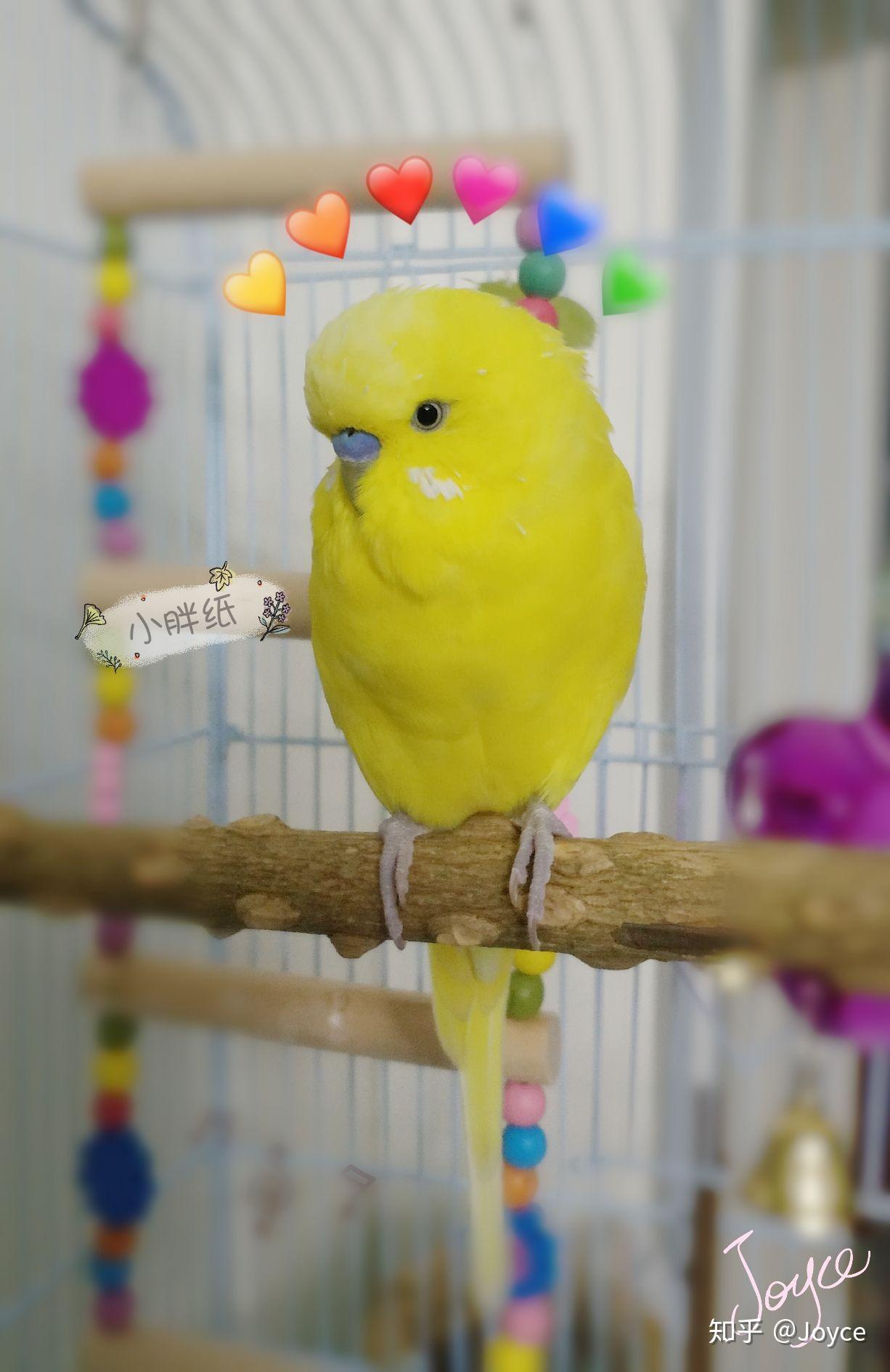 你家的小虎皮鹦鹉都有多聪明