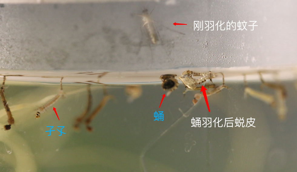 孑孓在变成蚊子的时候是怎么从水里出来的,难道蜕皮转变的时候浮在水面上? - 知乎