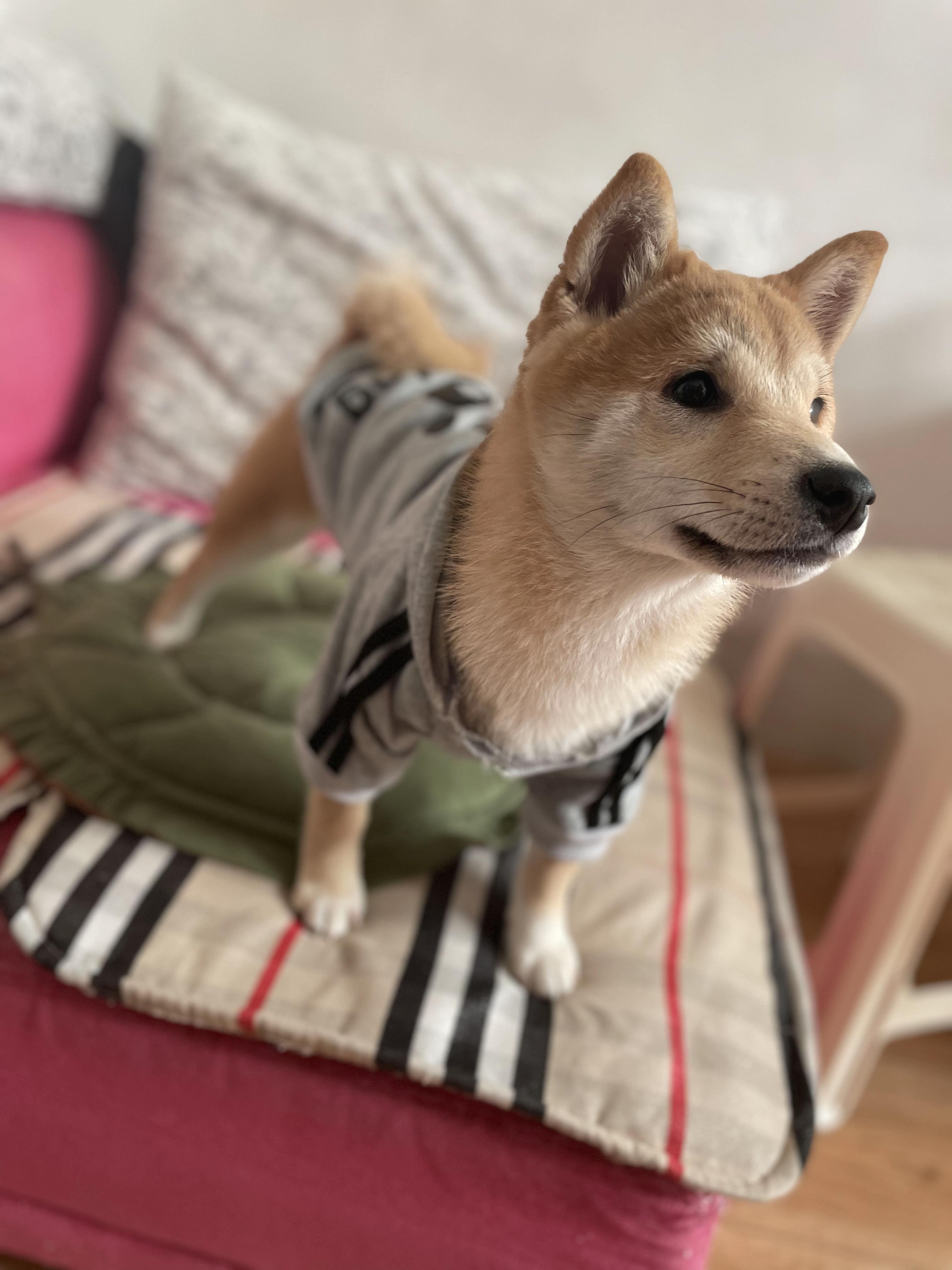 四个月了这是柴犬吗是不是让骗了