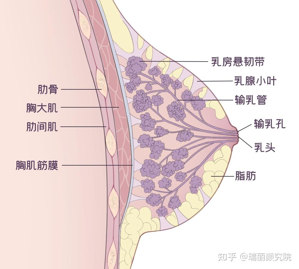 01,乳房的结构 乳房,作为