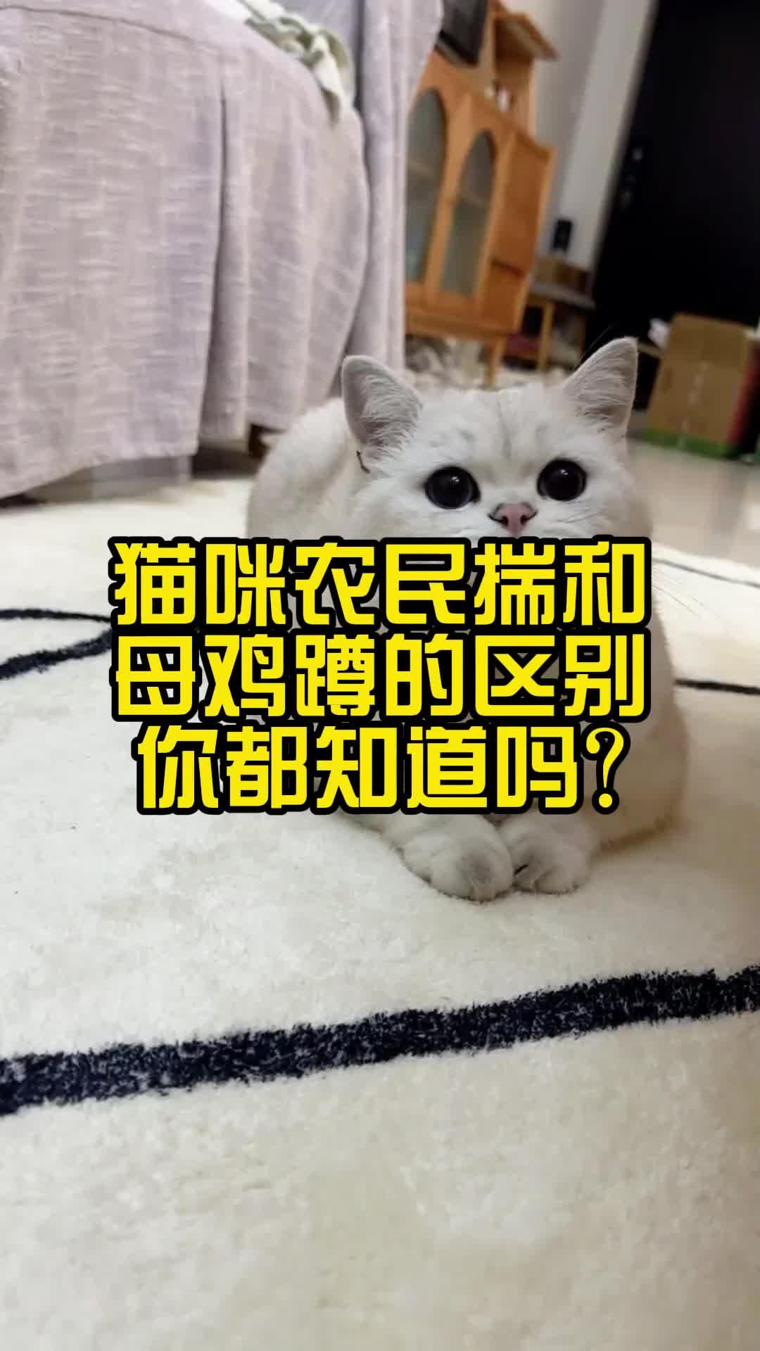 猫咪母鸡蹲和农民揣图片