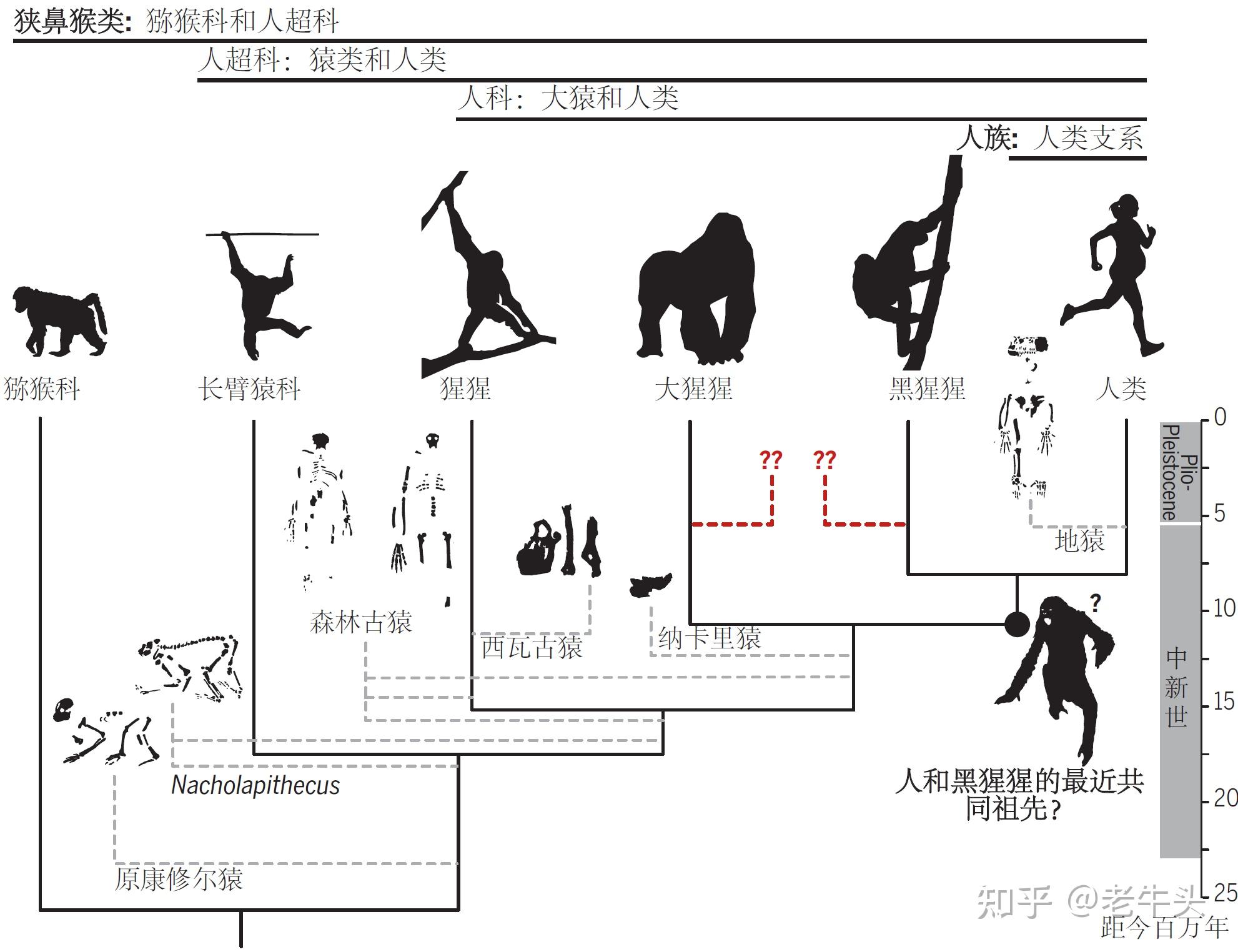 生物進化過程中為什麼只有人類選擇了直立行走