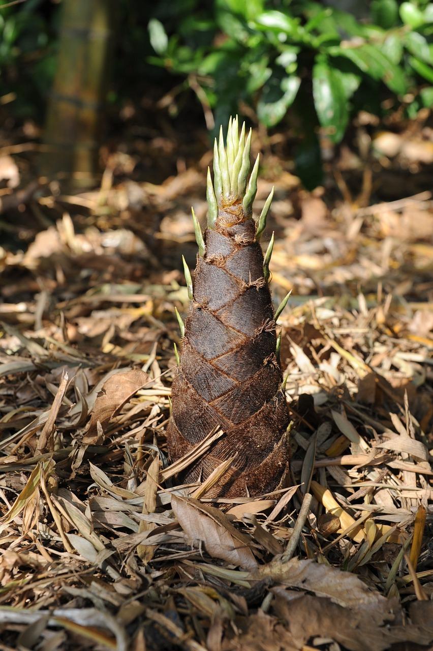 森林王国的神秘传说