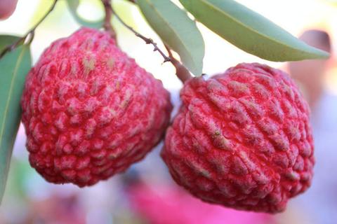国内常见的超大荔枝品种介绍，你都吃过哪些？ - 知乎