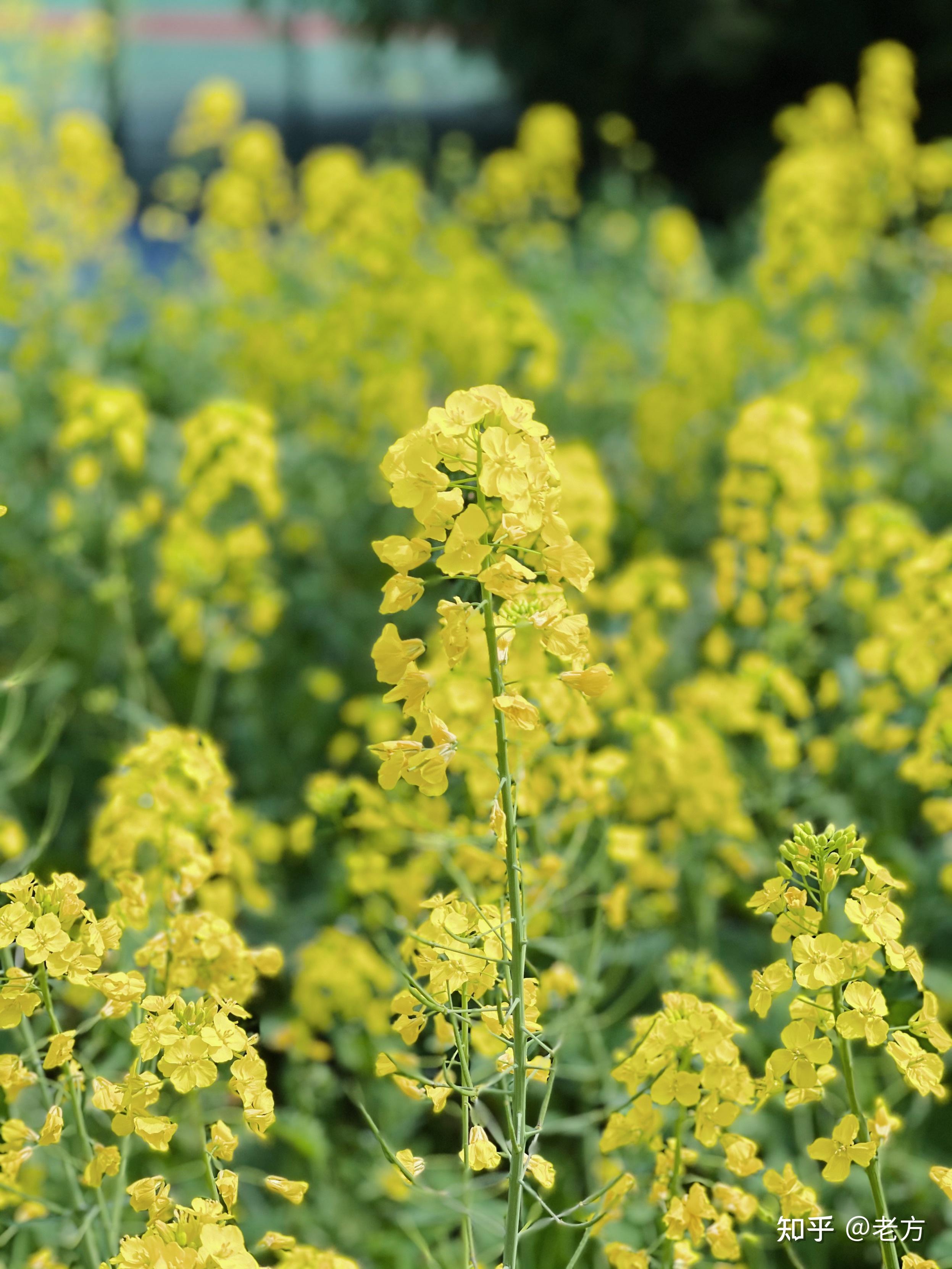 收購iPhone13Promax