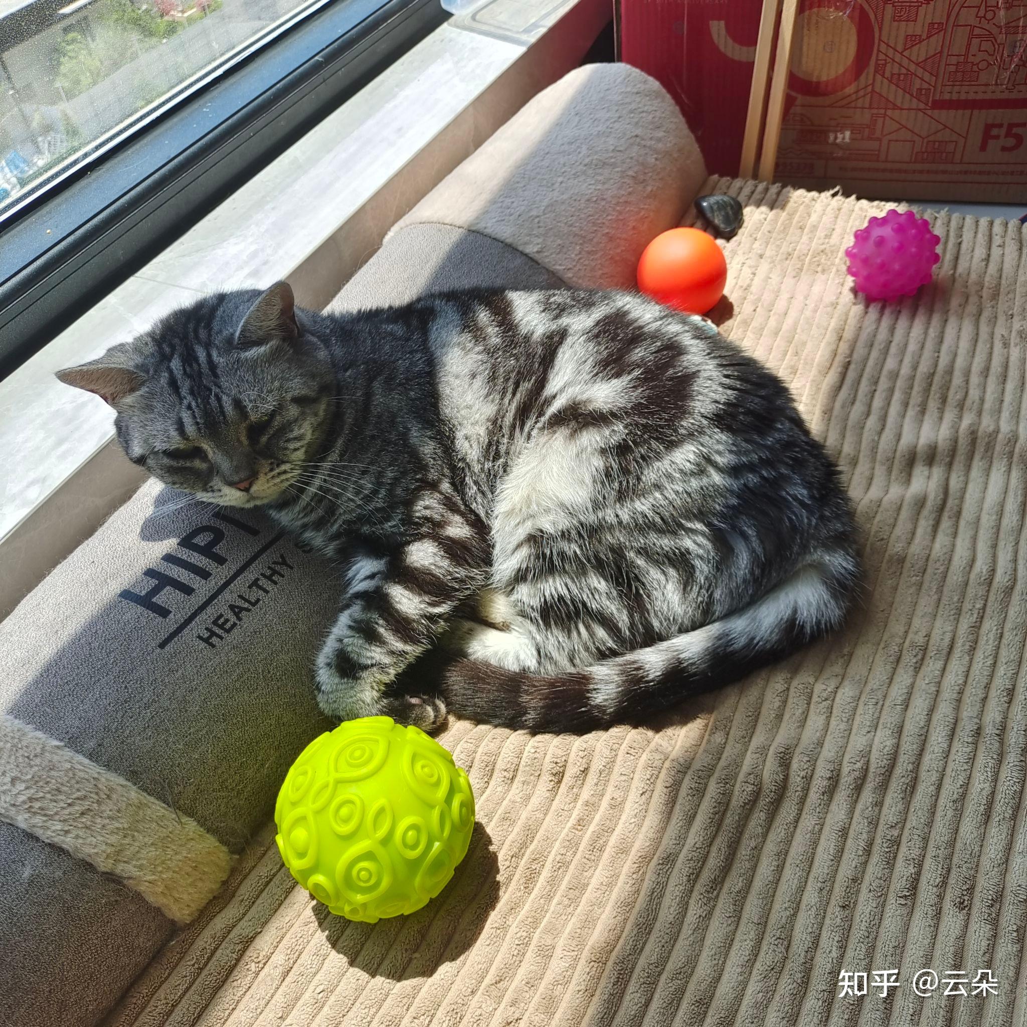 猫条中含有哪些营养成分? - 知乎