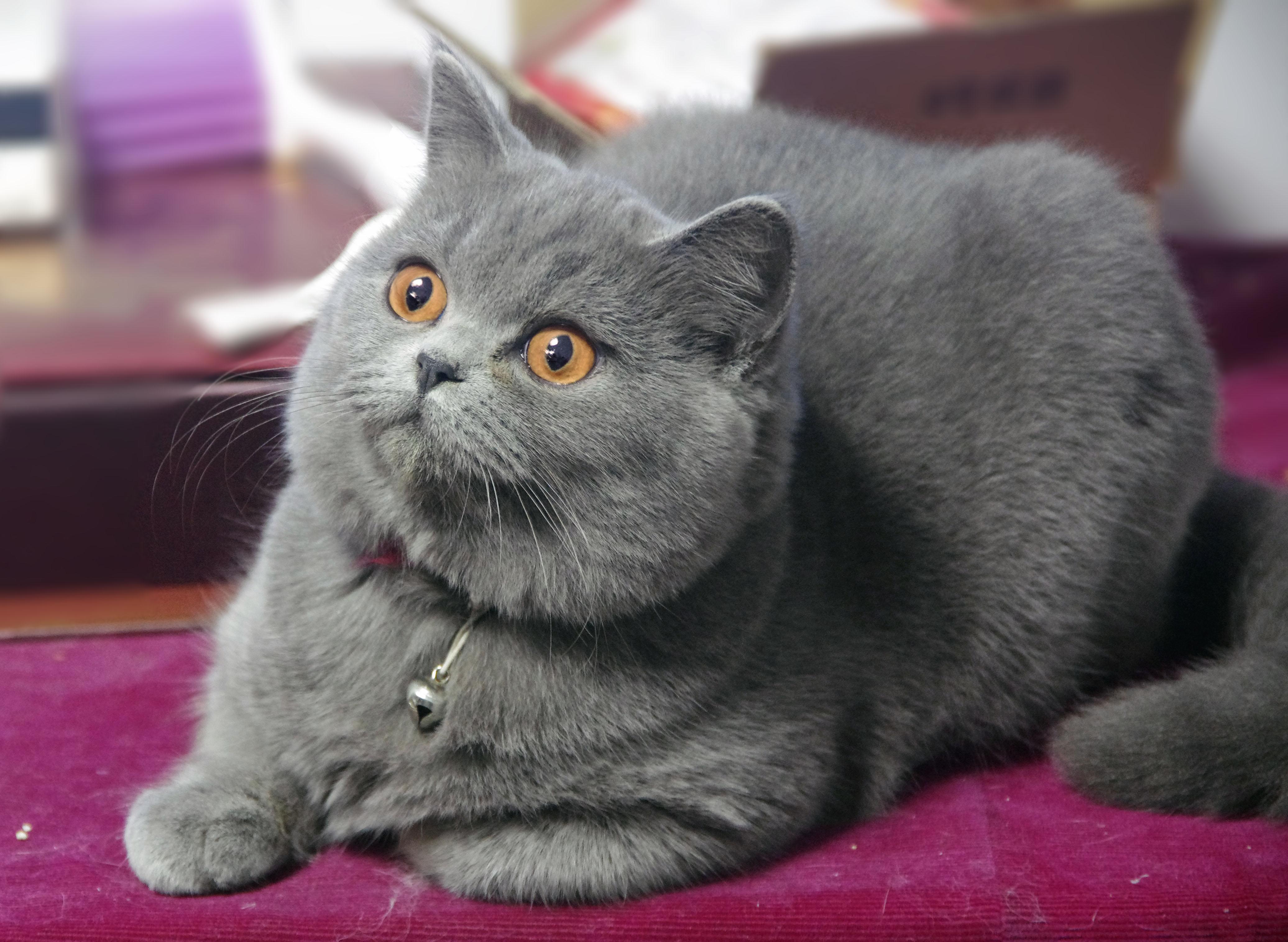 英短蓝猫挑选技巧? - 知乎