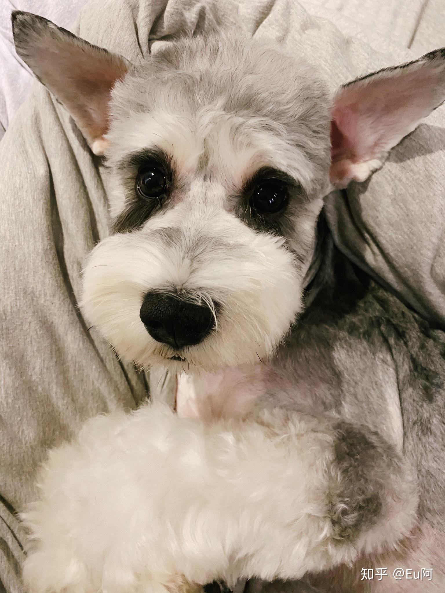 雪拉瑞会褪色吗刚买的一只雪拉瑞现在3个月大求大神看看会不会退成纯