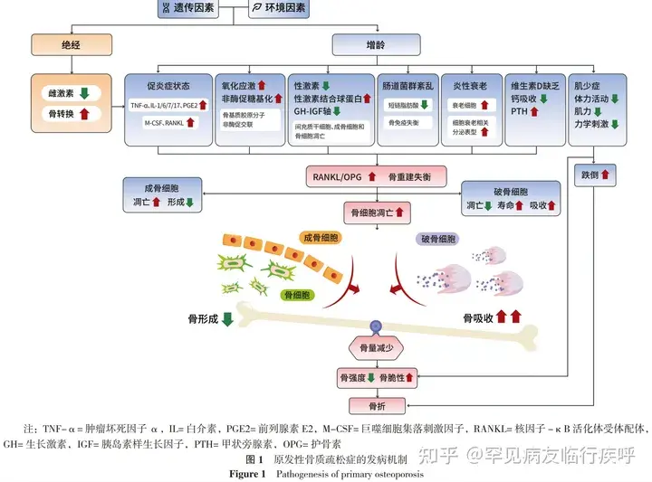 原发性骨质疏松症诊疗指南(2022)中华医学会骨质疏松和骨矿盐疾病分会