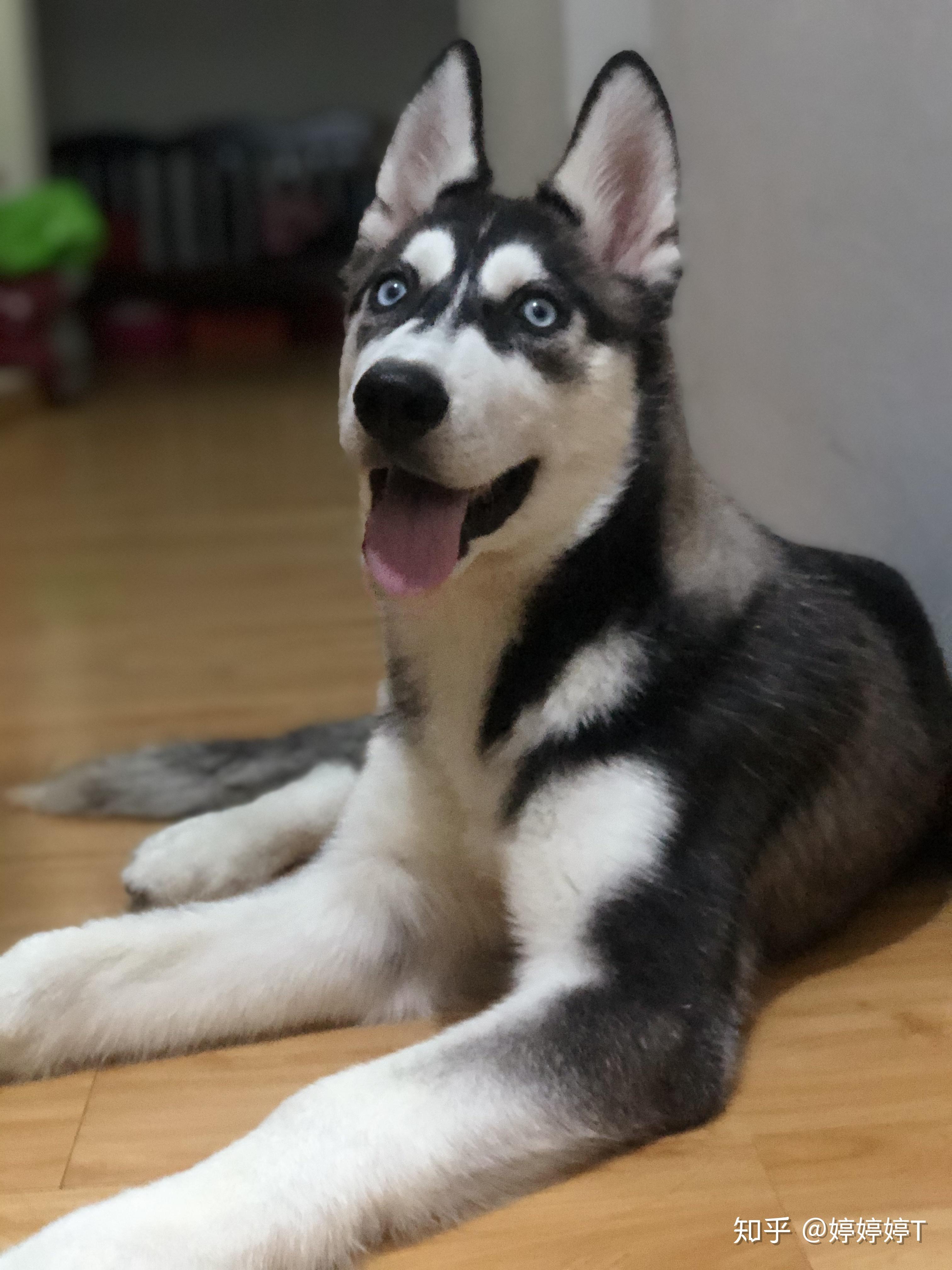 四个月大的母哈士奇宝宝什么体重正常