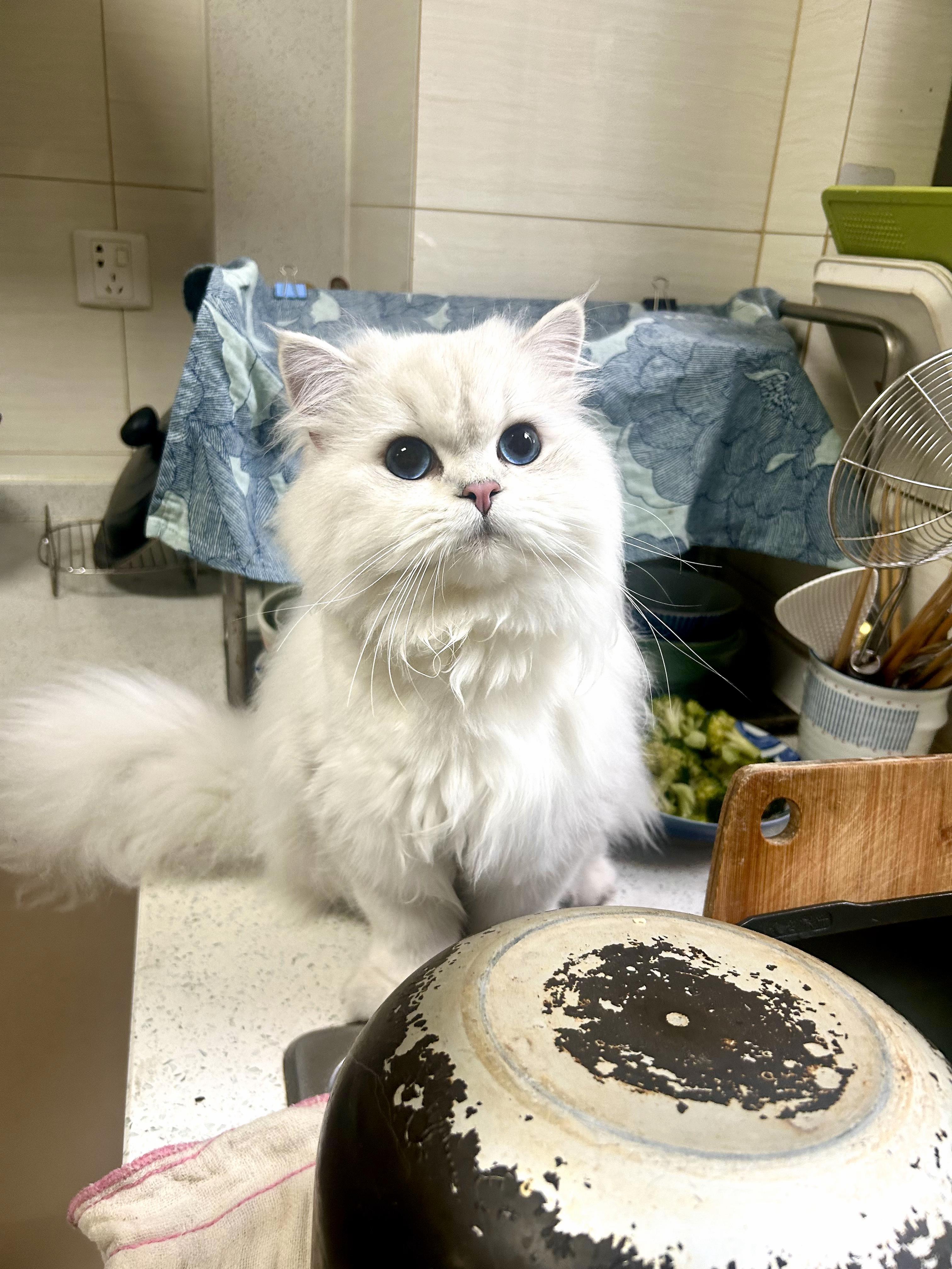 你家猫咪最萌的照片可以让我看看吗