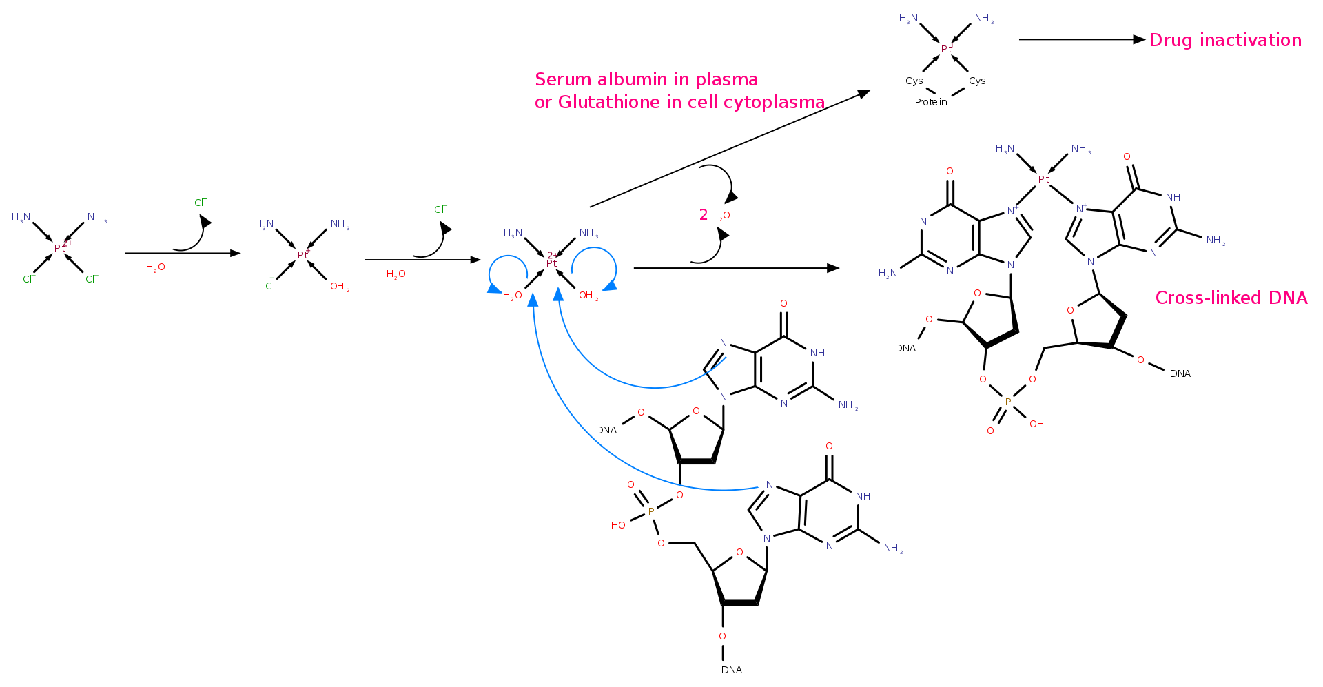 为什么顺铂有抗肿瘤作用,反式铂无效? - 知乎
