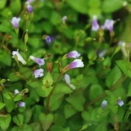【植物界全系列】唇形目—母草科 - 知乎