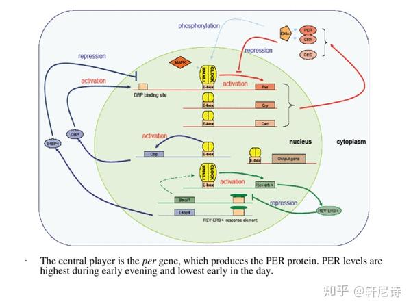时间生物学- 知乎