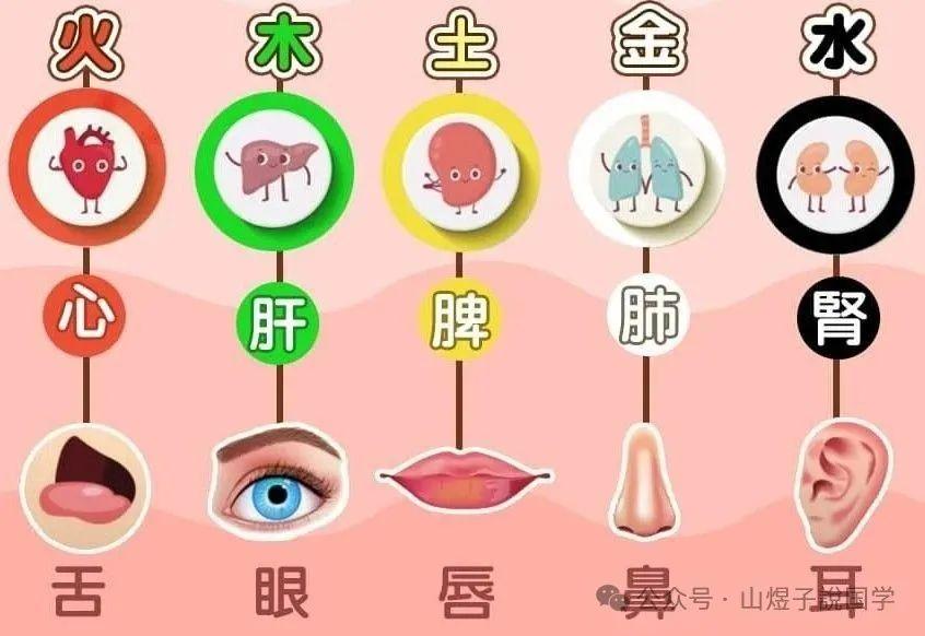 详论五行生克:对应中医五脏五腑、五官、五色、五味、五音、五季、五方、五色 - 知乎