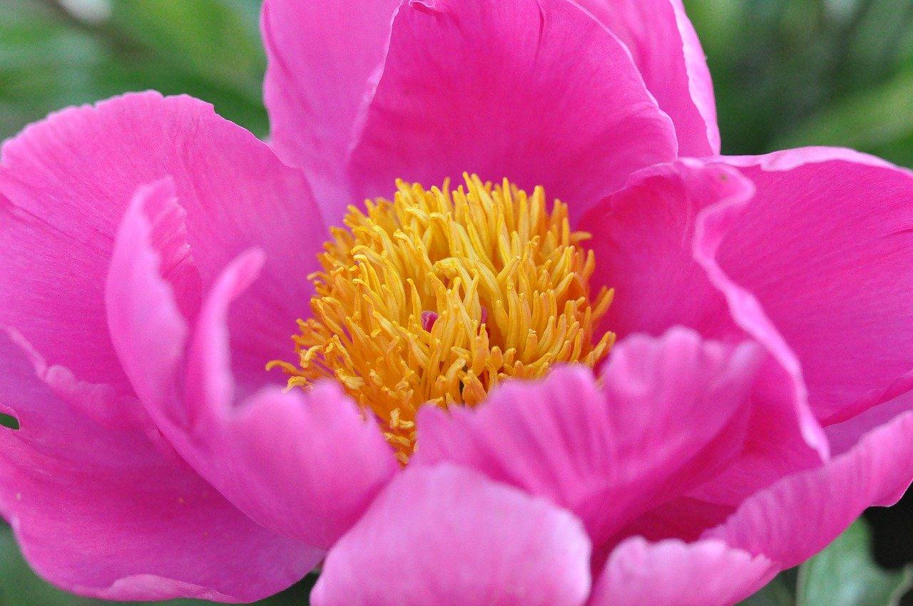 牡丹花的长势是什么