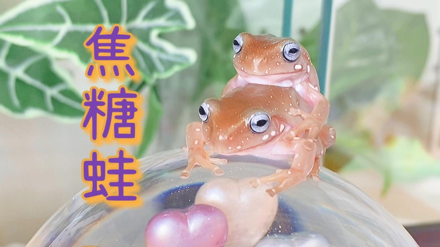 两只焦糖味的小青蛙抱在一起吃饭太可爱了