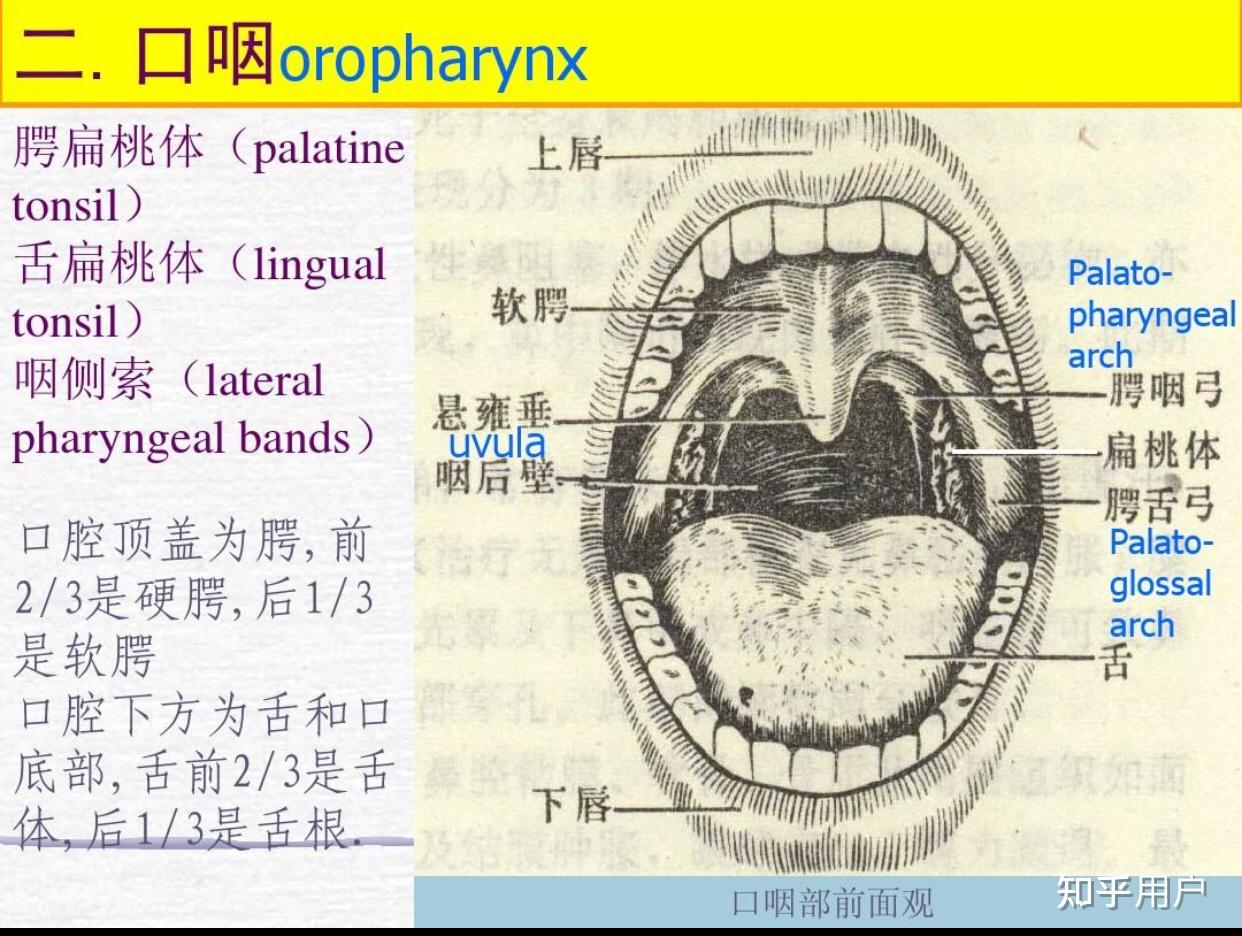 喉咙悬垂图片