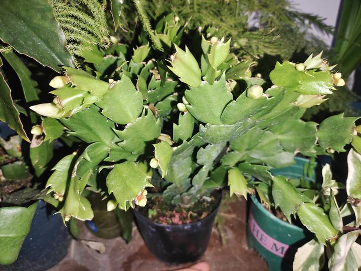 蟹爪兰,仙人指12月后促花技巧,做好几点,花苞不断冒出来