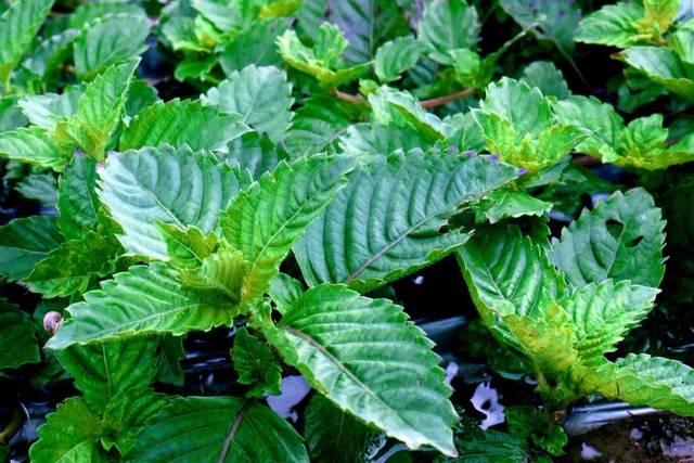 越南凉粉草进口报关清关操作流程手续资质单证