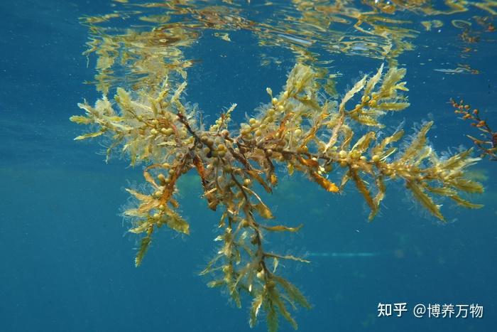 海带目Laminariales:壮丽巨藻,海中森林的创建者 - 知乎