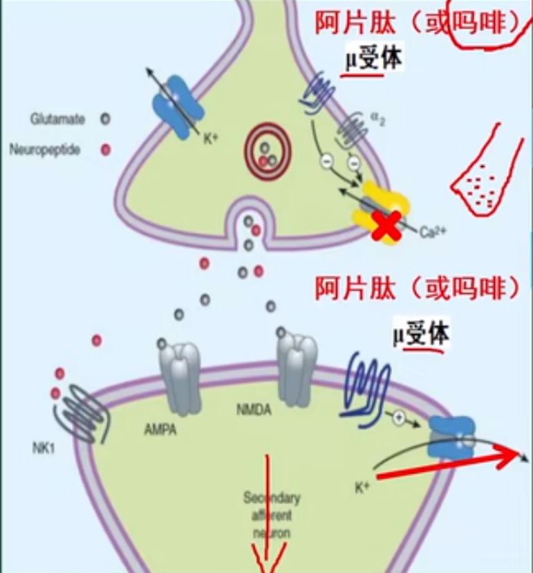 药理学04-1:镇痛药(analgesics) - 知乎